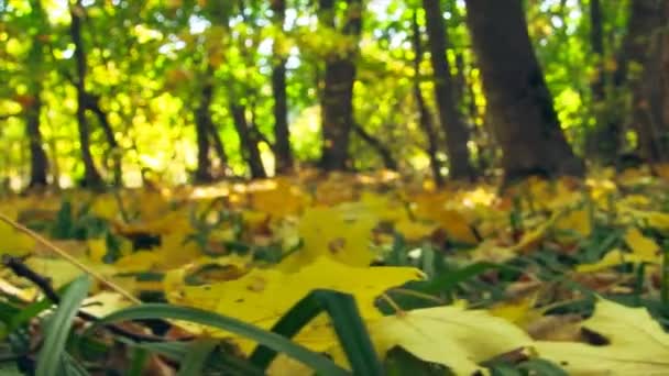 Sonbahar renkli düşen yapraklar. Yakın çekim. — Stok video