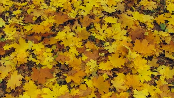 Herfst kleurrijke gevallen bladeren. Glijdende Camera. — Stockvideo