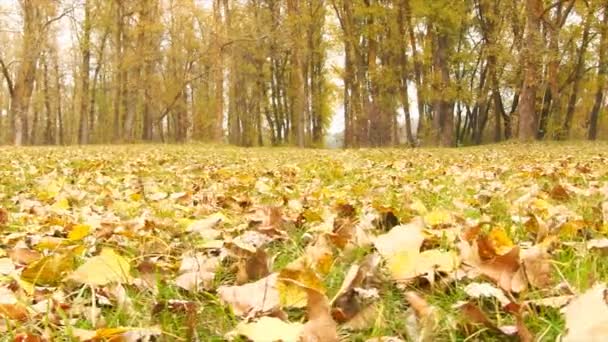 Feuilles tombées colorées d'automne. Caméra coulissante . — Video