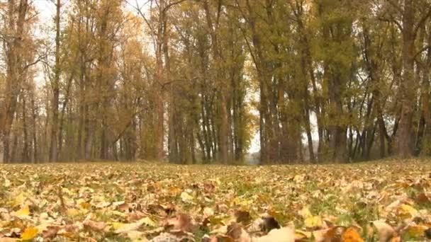 Autumn Colorful Fallen Leaves. Sliding Camera. — Stock Video
