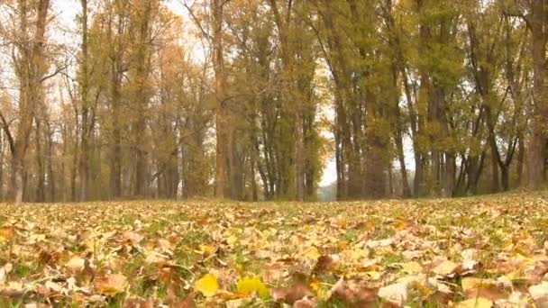 Autunno Foglie Cadute Colorate. Fotocamera scorrevole . — Video Stock