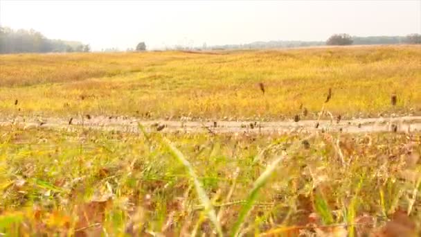 Autumn grassland sliding. — Stock Video