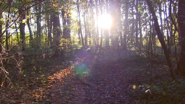 Cronograma del atardecer forestal. Tiempo de otoño . — Vídeos de Stock