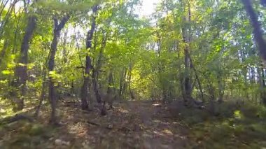 Kamera sinek orman içinde. Geniş açı.