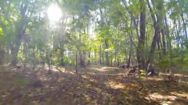 Kamera sinek orman içinde. Geniş açı.