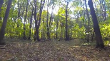 Kamera sinek orman içinde. Geniş açı.