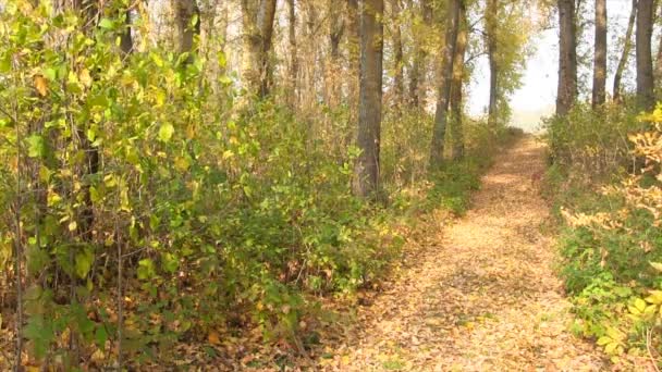 Estrada na floresta de outono. — Vídeo de Stock