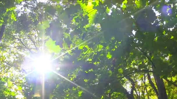 Le soleil brise les feuilles vertes . — Video