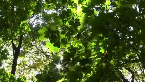 Sun prorážet zelené listy. — Stock video