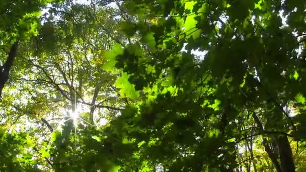 Le soleil brise les feuilles vertes . — Video