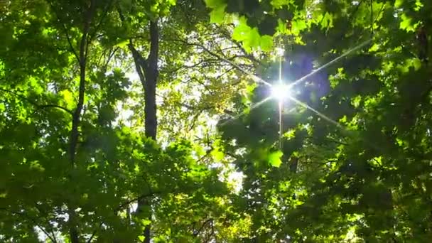 Zon breekt door groene bladeren. — Stockvideo