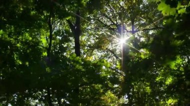 Yeşil yaprakları kırma güneş.