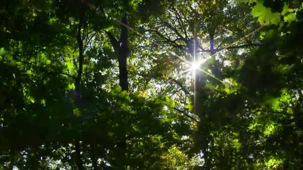 Quebra do sol através de folhas verdes . — Vídeo de Stock