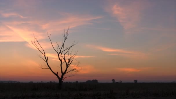 Sonnenaufgang über landwirtschaftlichem Feld. — Stockvideo