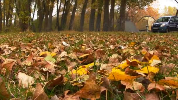 A kemping, az őszi erdő. — Stock videók