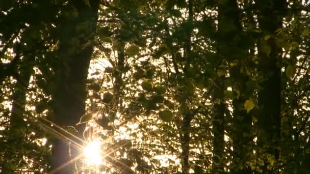 Forest sunrise timelapse. Spring time. — Stock Video