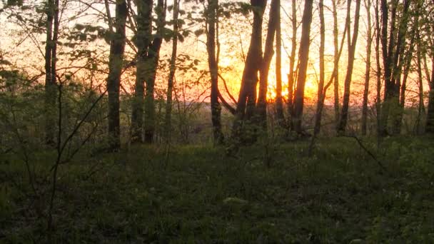 Skogen sunrise timelapse. Våren. — Stockvideo
