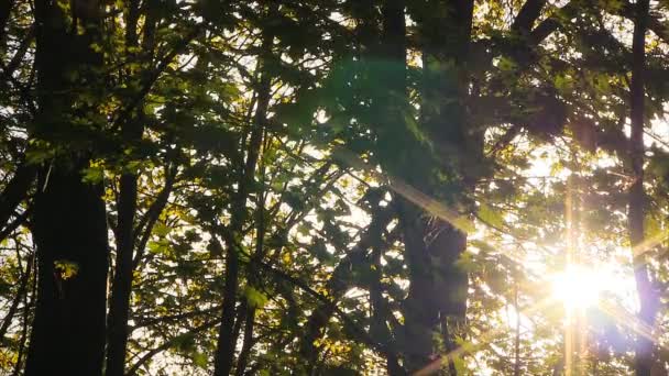 feuilles vertes printanières.