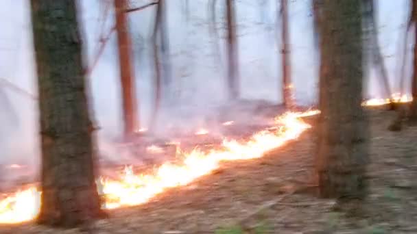 Incendio forestal — Vídeo de stock