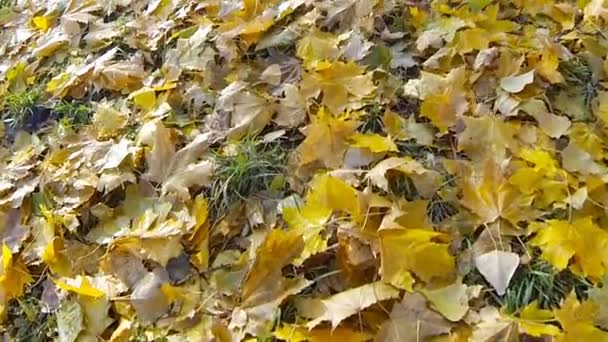 Fallen yellow leaves — Stock Video