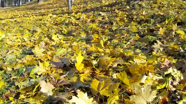 Vidéo d'un homme courant les feuilles jaunes tombées . — Video