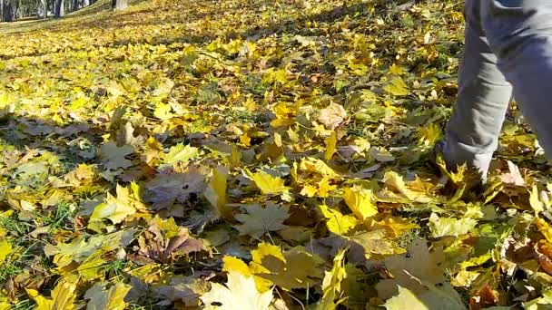 Düşen sarı yapraklar üzerinde yürüyen adam. — Stok video