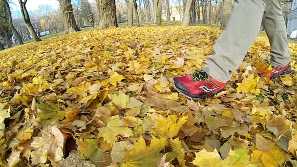 Hombre caminando sobre las hojas amarillas caídas . — Vídeo de stock