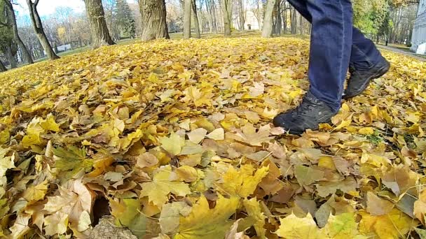 Man lopen op de gevallen gele bladeren. — Stockvideo