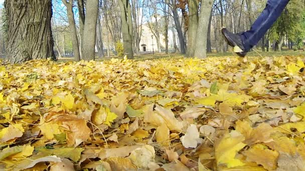 Человек ходит по опавшим жёлтым листьям . — стоковое видео