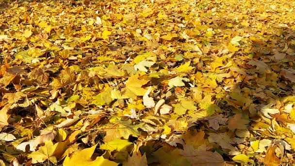 Man lopen op de gevallen gele bladeren. — Stockvideo