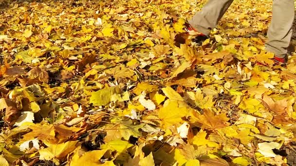 Hombre caminando sobre las hojas amarillas caídas . — Vídeo de stock