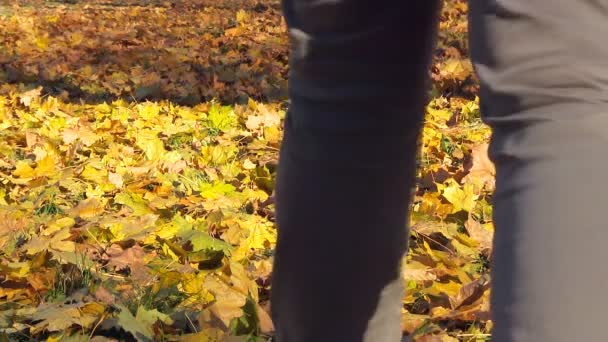 L'uomo cammina sulle foglie gialle cadute . — Video Stock