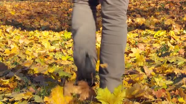 Человек ходит по опавшим жёлтым листьям . — стоковое видео
