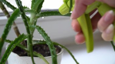 Bir bitkiyi sprey şişeyle sulamak.