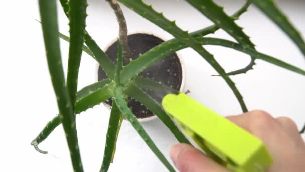 Bewässerung Einer Pflanze Mit Einer Sprühflasche Aus Nächster Nähe — Stockvideo