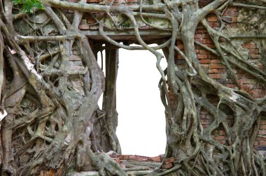 Antik tuğla duvar kahverengi iğne deseni, ağaç kökleriyle kaplı.