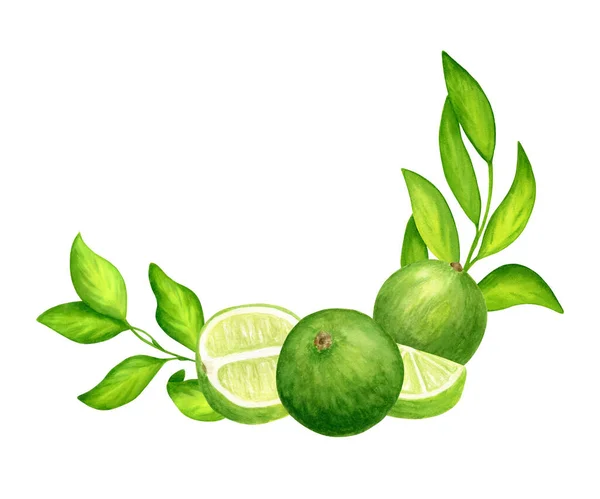 Aquarelle limes fraîches et feuilles couronne. Illustration botanique dessinée à la main d'agrumes verts isolés sur fond blanc. Composition ronde pour invitation, décor, paquet, cartes. — Photo