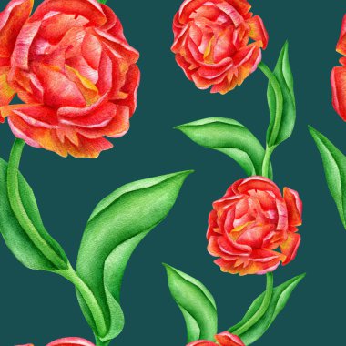 Kırmızı güller ve yapraklarla suluboya desenli. Koyu mavi arka planda elle boyanmış çiçekler. Tekstil, kumaş, duvar kağıdı, ambalaj, yapıştırma kitabı, kartlar, iç tasarım için çiçek dokusu.