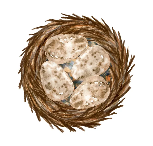 Akvarel křepelky vejce v hnízdě. Ručně kreslené ilustrace s vejci a větvemi izolovanými na bílém pozadí. Zdravá bílkovinná přísada. Velikonoční jarní symbol a dekorace. — Stock fotografie