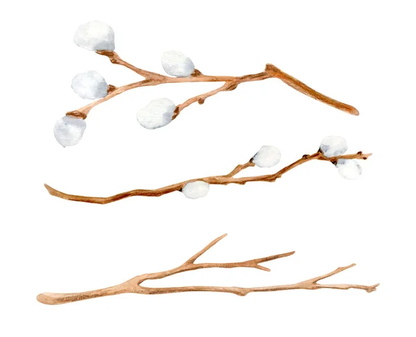 Watercolor Pussy Willow Branches Set Hand Drawn Wooden Sticks Card — Foto de Stock