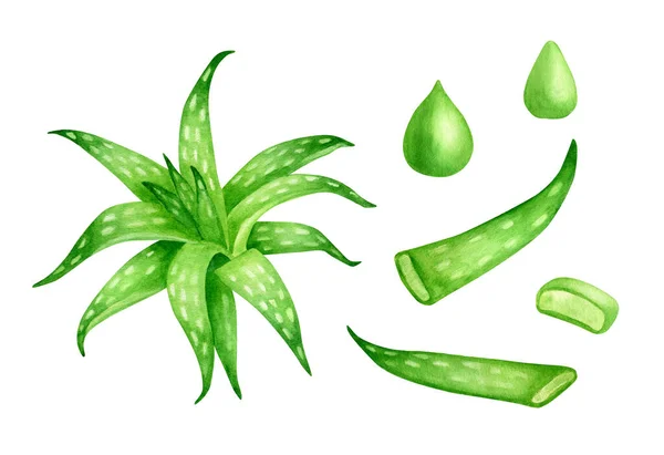 Watercolor Aloe Vera Plant Set Hand Painted Evergreen Succulent Herb — Stock Photo, Image