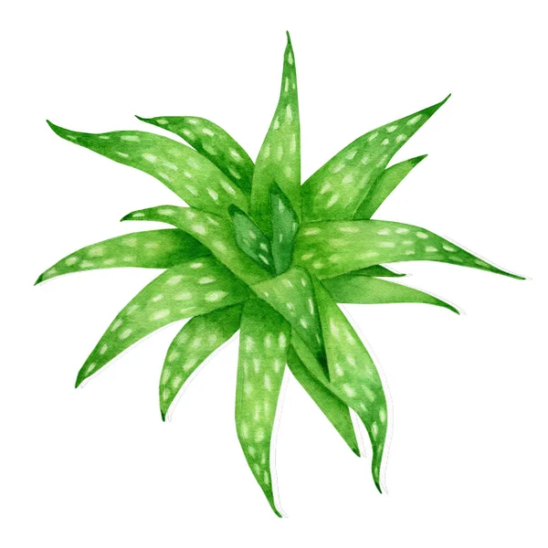 Akvarell Aloe Vera Växt Handmålade Gröna Saftiga Medicinska Ört Isolerad — Stockfoto