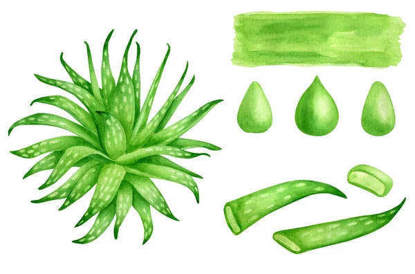 Aquarell Aloe Vera Pflanzensatz Vorhanden Handgezeichnete Immergrüne Saftige Kräuter Aloe — Stockfoto