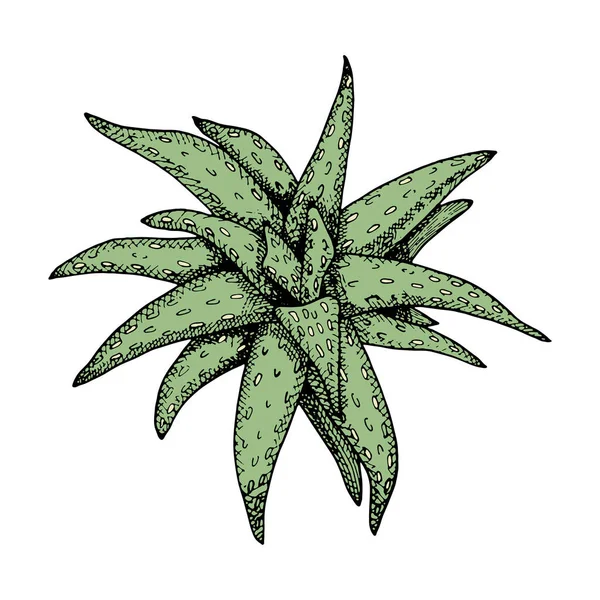 Aloe vera vector ilustración. Planta gráfica verde dibujada a mano con contorno negro aislado sobre fondo blanco. Dibujo botánico, suculento y vintage. Elemento para cosméticos, paquete, decoración, banner. — Archivo Imágenes Vectoriales