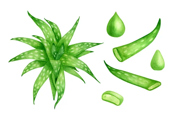 Aquarel aloë vera plant set. Met de hand getekend vers groen sappig geneeskrachtig kruid, aloë sap druppel, gesneden bladeren geïsoleerd op witte achtergrond. Botanische illustratie voor cosmetica, verpakking, huidverzorging. — Stockfoto