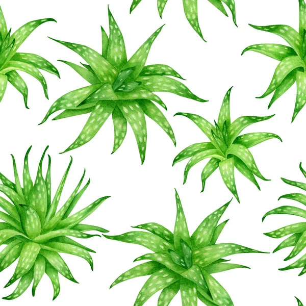 Акварель алоэ вера бесшовный узор. Ручной рисунок зеленые суккулентные лекарственные травы изолированы на белом фоне. Ботанический дизайн для косметики, упаковки, украшения, травяные лекарства, ухода за кожей. — стоковое фото