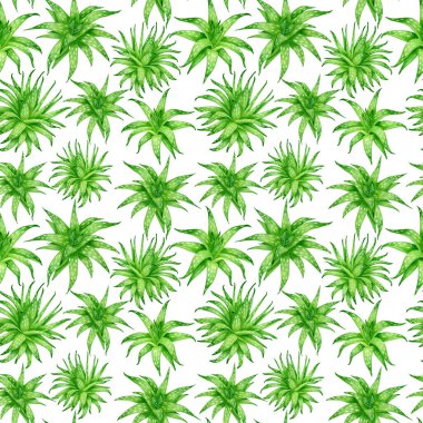 Suluboya aloe vera pürüzsüz desen. El yapımı yeşil sulu taze otlar beyaz arka planda izole edilmiş. Kozmetik, paket, dekorasyon, bitkisel tıp, cilt bakımı için botanik tasarımı.
