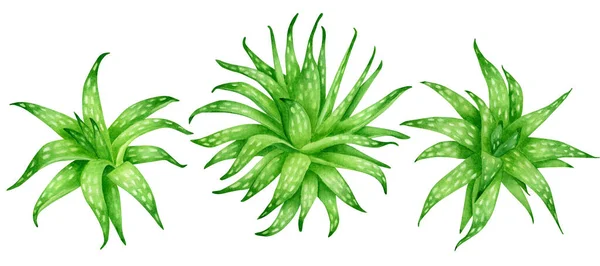 Aquarell Aloe Vera Pflanzen Set. Von Hand gezogene frische grüne saftige Heilkräuter isoliert auf weißem Hintergrund. Botanische Illustration für Kosmetik, Verpackung, Hautpflege. — Stockfoto