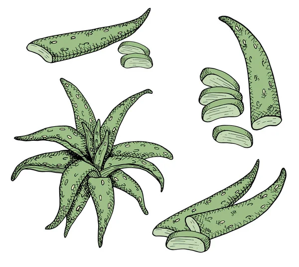 アロエベラベクトルセット。アロエスライスされた葉のヒープ。薬草の手配だ。白い背景に孤立した緑の多肉植物を手描き。化粧品、パッケージのためのヴィンテージ植物イラスト. — ストックベクタ