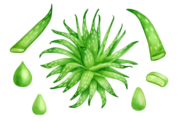 Aquarell Aloe Vera Pflanzensatz vorhanden. Handgezogene immergrüne Sukkulente mit üppigen Blättern, Aloe-Saft-Tropfen, Blattscheiben isoliert auf weißem Hintergrund. Botanische Illustration für Kosmetik, Verpackung, Design. — Stockfoto